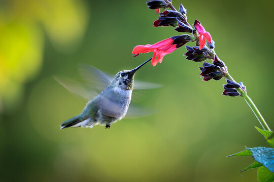 Flying Hummingbird with Flowers