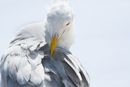 American Herring Gull (Larus Smithsonianus) 
Una  mirada desafiante en la naturaleza | fotografia de naturaleza.
A Defiant look in nature | nature photography  