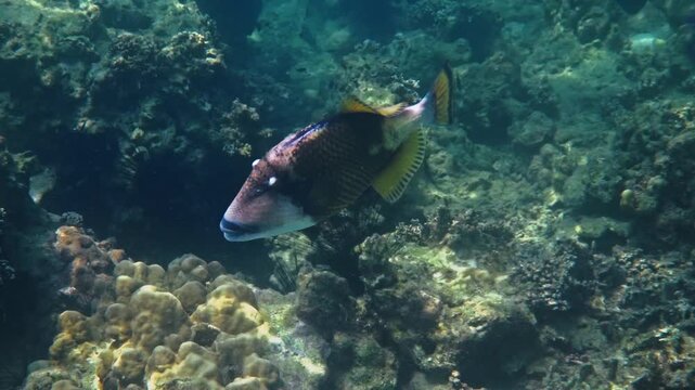 Titan triggerfish swimming near ocean floor, Balistoides viridescens exploring tropical coral reef, marine biology background, underwater nature scene