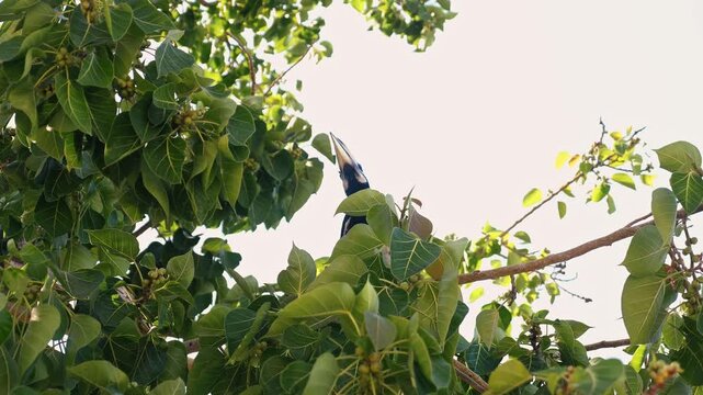 Oriental Pied Hornbill perching in dense leafy branches, Anthracoceros albirostris foraging in tropical fig tree, wildlife observation in natural habitat, birdwatching background