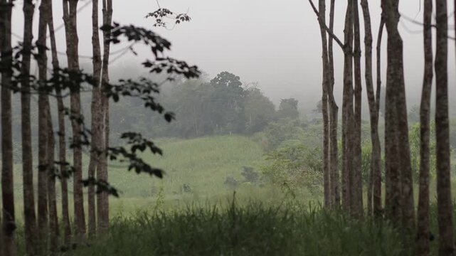 A misty tropical forest hillside framed by rows of plantation trees, creating a deep sense of layers and atmospheric nature.
