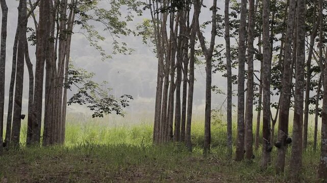 Rows of rubber trees framing a lush green meadow field in morning mist. Conceptual natural landscape showing growth and serenity.