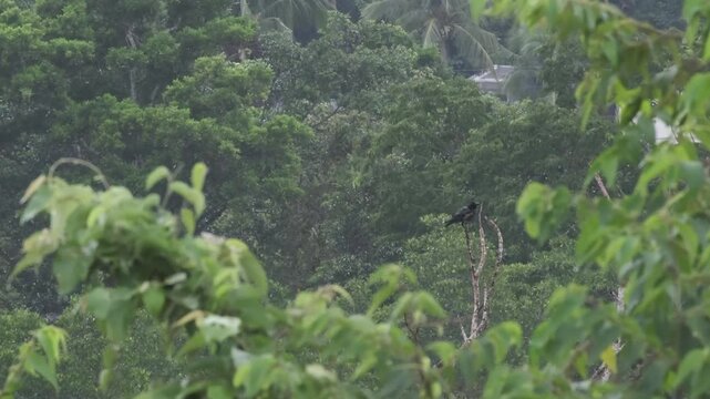 Palawan Crow Vocalizing With Visible Calling Display During Rain, Palawan Philippines