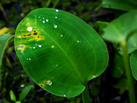 Limnocharis flava, an aquatic plant that often grows wild in shallow waters, swamps, or rice fields and is often considered a weed or nuisance plant by farmers.