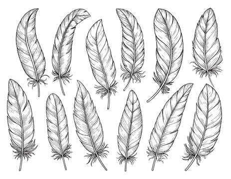 Line art illustration of eleven stylized bird feathers, each with delicate detail, varying angles, and intricate veining