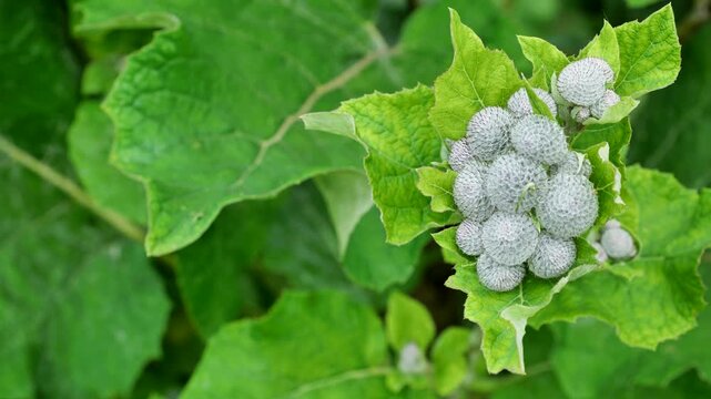 Burdock plant with green leaves and fuzzy seed heads