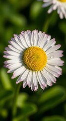 Fototapeta premium Close-up of a vibrant daisy with white petals and yellow center.