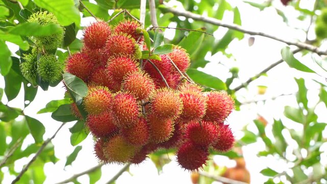 Extreme closeup of a ripe red rambutan fruit bunch swaying on branch.