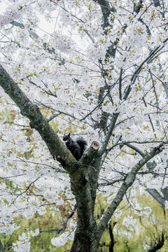 A Squirrel on the tree, standing, eating and looking at the camera. Una ardilla en un arbol, comiendo y mirando a la camara
