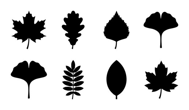 Autumn Leaf Silhouettes, Nature Icons, Seasonal Plant Shapes, Vector Graphics