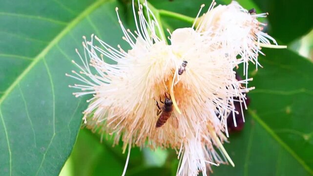 Honey Bee Collecting Nectar from Flower in Chamba Himachal Pradesh India