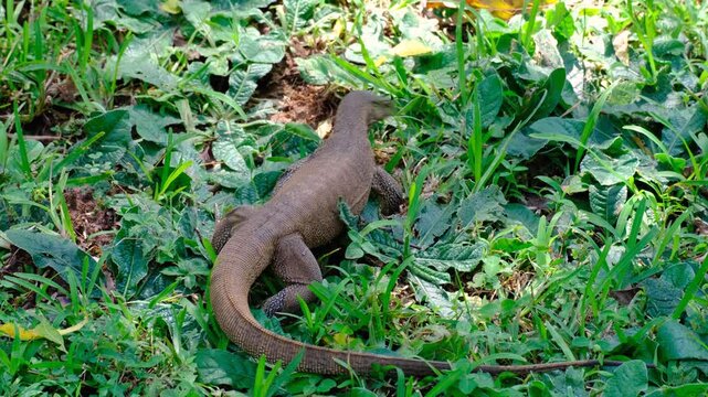 Land monitor lizard reptile walking over grass within Sigiriya rock fortress in Sri Lanka