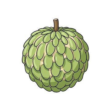 Sugar apple fruit illustration, custard apple or sweetsop, tropical fruit with green scaly skin, healthy exotic food, hand drawn vector icon isolated on white background