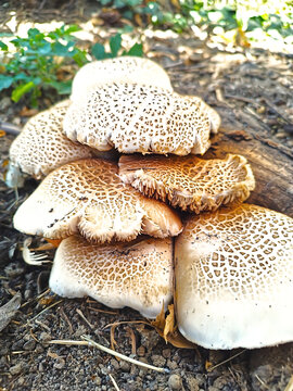 Several summer mushrooms (Lentinus tigrinus) growing on top of each other, close-up, with a blurred background.