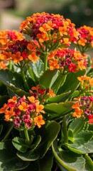 Fototapeta premium Vibrant Kalanchoe Blossoms - A Close-Up of Natures Beauty.
