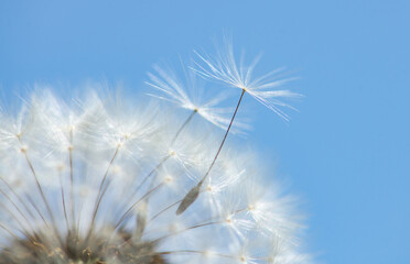 Fototapeta premium Dandelion macro shows fluffy blowball detail. Dandelion seed drifts in windblown air. Summer dandelion floats in natural background. Shallow depth keeps dandelion softly blurred.