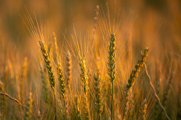 Naklejka premium Wheat field shines at sunset. Wheat spike rises in focus. Wheat ears hold ripe grain. Wheat awns glow golden yellow.