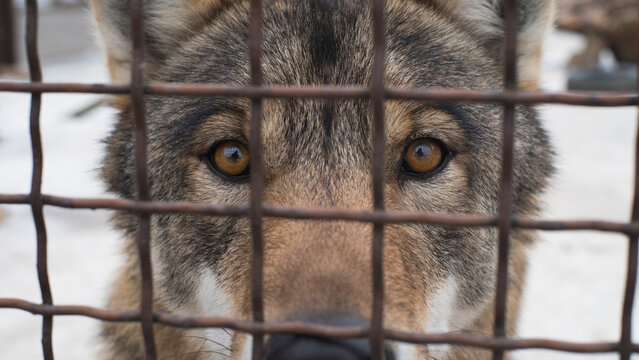  Intense gaze of wolf behind metal cage bars reflecting captivity and limitation concept with copy space