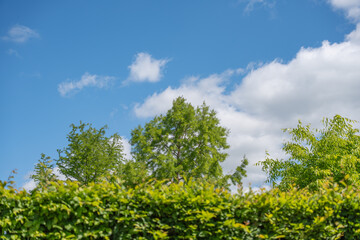 Fototapeta premium A leafy hedge frames fresh green trees below a vivid blue sky. Puffy white clouds, lawn grass, and mixed deciduous foliage create a bright summer park view.