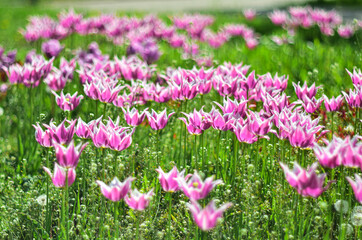 Obraz premium Pink tulips on a blurred picturesque background.