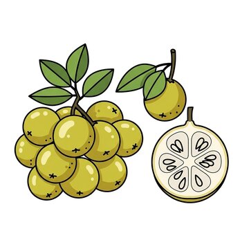 Vector illustration of fresh santol fruit, also known as cotton fruit or sentul, with green leaves and a crosssection showing seeds, isolated on white background