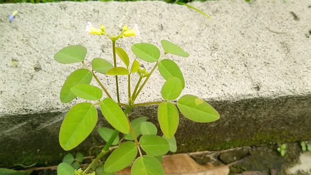 Bright yellow Arachis pintoi flowers blooming as green ground cover in garden
