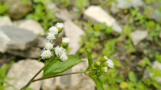 Small white and purple flowers of Ageratum conyzoides blooming in the wild