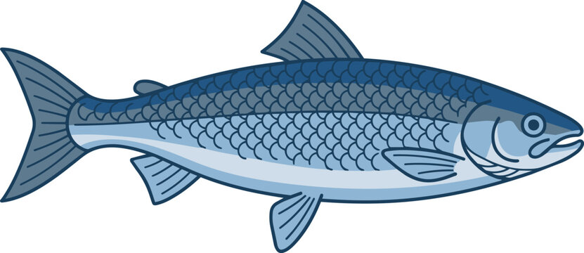 Blue salmon illustration. Male blue salmon vector illustration. Wartmanni Salmon.