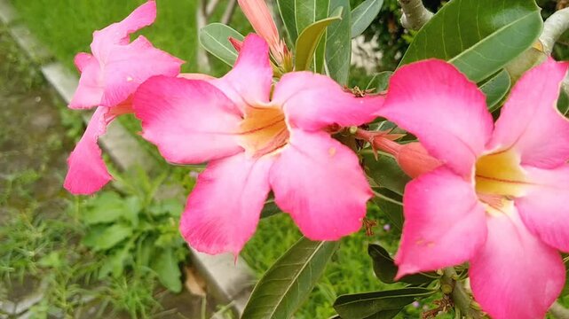 Beautiful pink Adenium obesum flowers blooming with green leaves in outdoor garden
