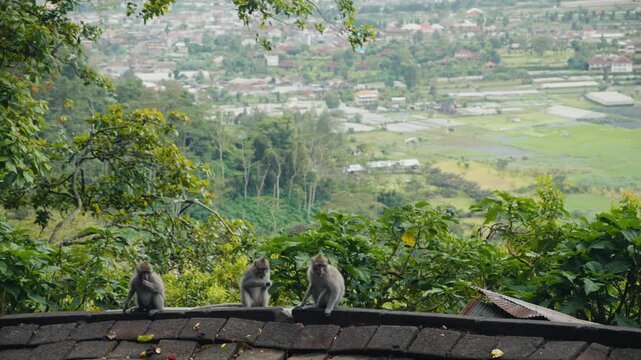 Monkeys sitting on a roof with a scenic valley view