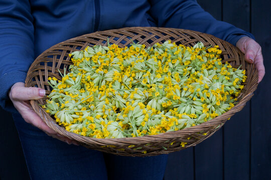 Freshly harvested common cowslip flowers in a wicker basket, representing seasonal herbal gathering, drying plants for tea, traditional remedies, wild food harvesting and natural wellness practices
