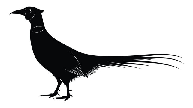 Bird silhouette illustration with long tail feathers on white background