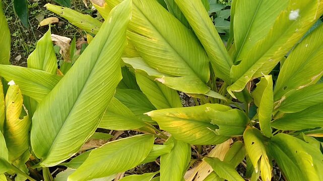 Fresh organic Curcuma longa rhizomes with green leaves growing in agriculture garden