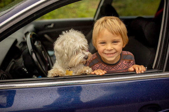 Child, toddler boy with maltese dog, staying in the car behind the windon on a rainy day