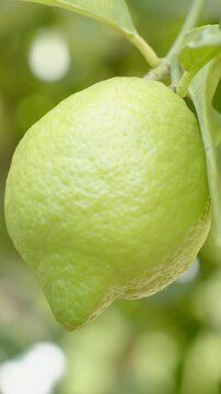 Vertical video: Rotating pale-green lemon in garden, sunlight shifting, stem nudging, showing rind