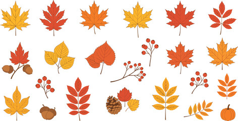 Autumn leaves collection, fall foliage with acorns berries pinecones pumpkin, seasonal nature decoration, botanical design elements, vector illustration © MstRubi
