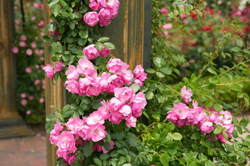Naklejka premium Delicate Pink Wild Roses Blooming Against a Soft Green Garden Background