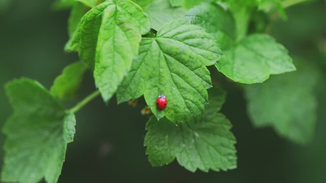 Ladybug resting on a fresh green leaf, illustrating nature's small creatures coexisting within a vibrant outdoor garden environment during a bright spring day