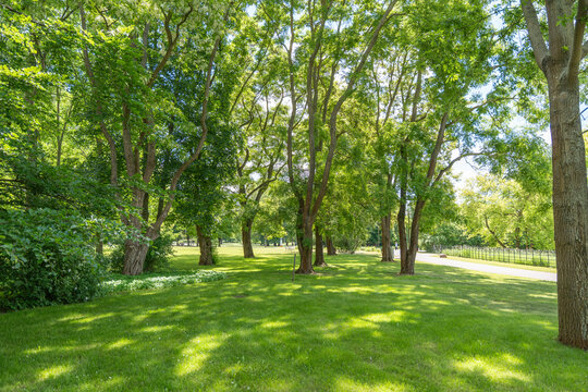 Tall deciduous trees cast soft shade across a green lawn in a calm park grove. Grass, maple and poplar foliage create a fresh summer woodland mood.