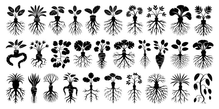Flower Doodle Set with Black Botanical Silhouettes, Roots and Leaves, Hand-Drawn Style for Stickers, Vintage Designs and Patterns