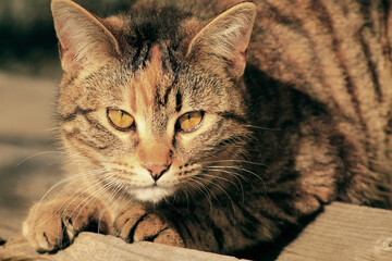 Close-up portrait of a cat © elisafina