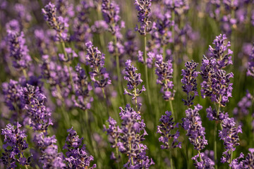 Champ de fleurs de lavande au vent avec tiges en mouvement et gros plans détaillant les épis floraux. © Thomas
