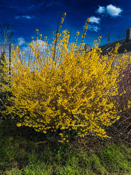 Forsythien