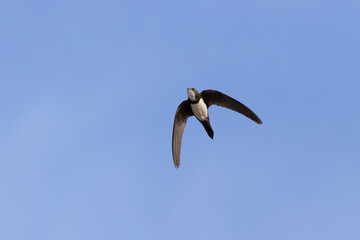Alpine swift Tachymarptis melba in flight on Rhodos, Greece