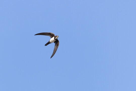Alpine swift Tachymarptis melba in flight on Rhodos, Greece