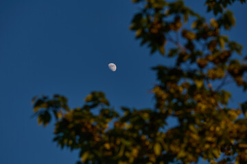 Obraz premium Waxing gibbous Moon with tree silhouettes on a daylight blue sky.