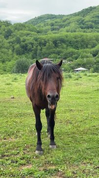 Equine flehmen response behavior. Brown horse showing teeth and yawning on a pasture with mountain background