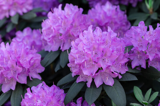 Piękne, fioletowe rododendrony w rokwicie