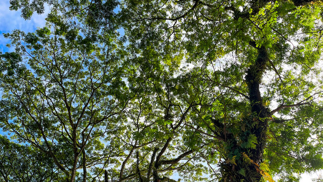 Low angle of trees with green leaves. POV. bottom. Lush green leaves fill the frame. Twisting branches reach toward a bright blue sky. Sunlight filters through the dense canopy. Natural beauty.