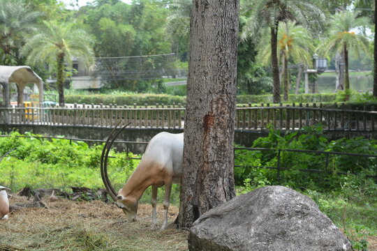 Scimitar-horned oryx eating grass near a big tree. Wildlife concept.